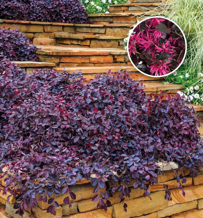 Loropetalum 'Purple Pixie' - Fringe Flower from 93 Nursery and Landscape Supply