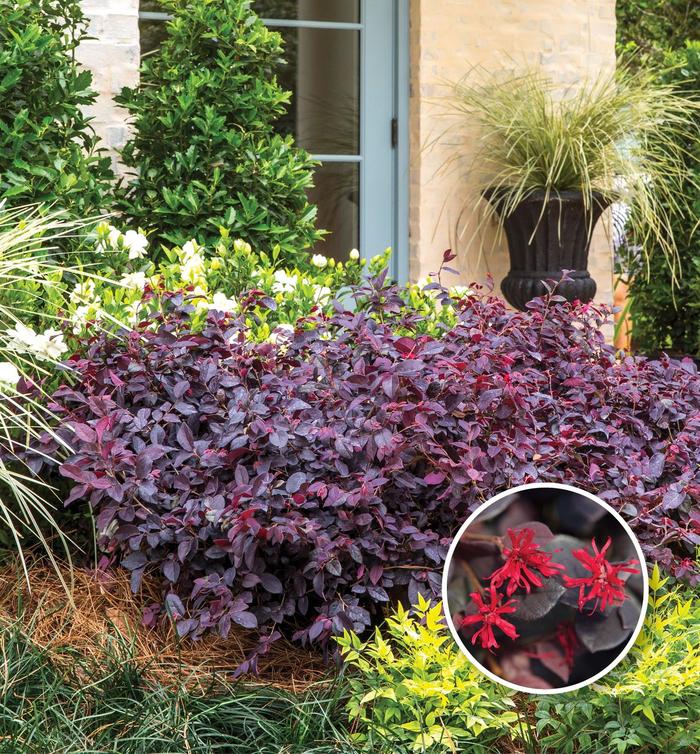 'Red Diamond™' Chinese Fringe Flower - Loropetalum chinense from 93 Nursery and Landscape Supply