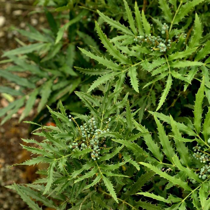 Beijing Beauty™ - Mahonia from 93 Nursery and Landscape Supply