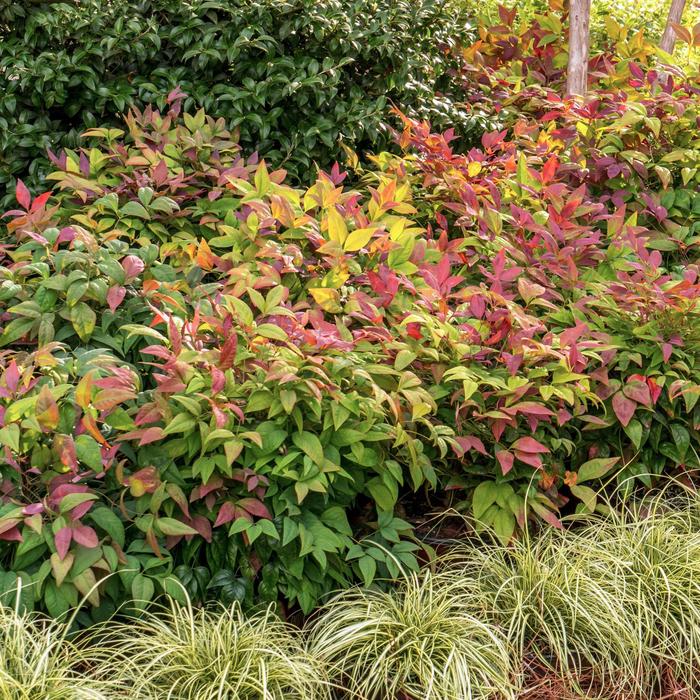 Nandina 'Blush Pink' - Heavenly Bamboo from 93 Nursery and Landscape Supply