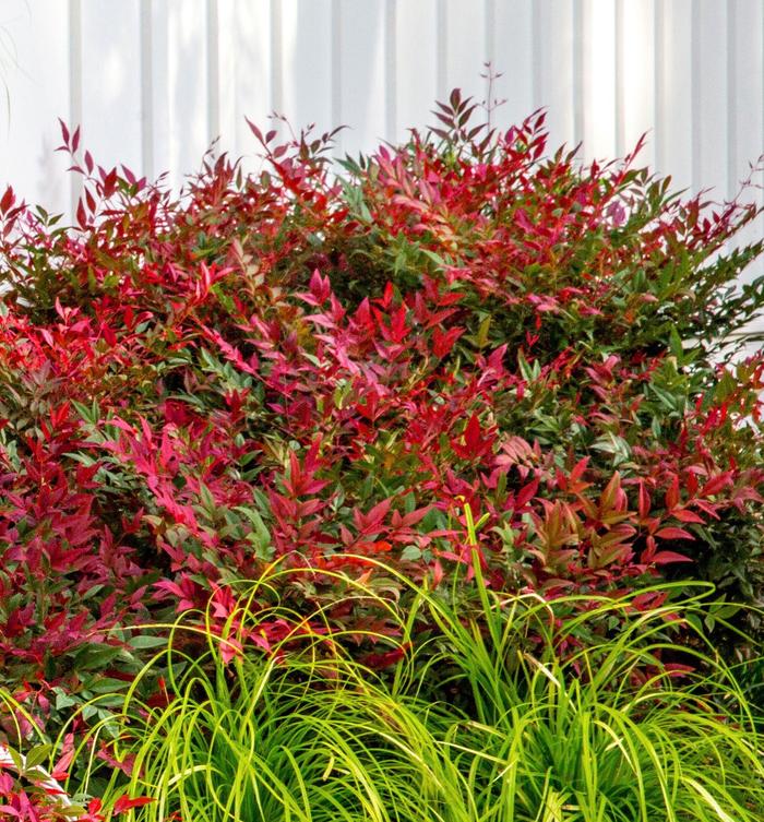 Nandina 'Obsession' - Heavenly Bamboo from 93 Nursery and Landscape Supply