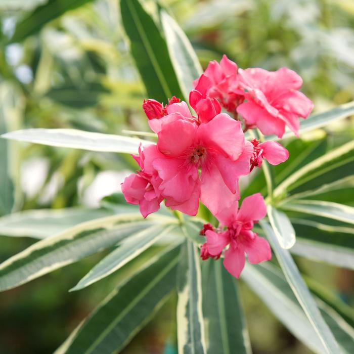 'Twist of Pink™' Oleander - Nerium oleander from 93 Nursery and Landscape Supply