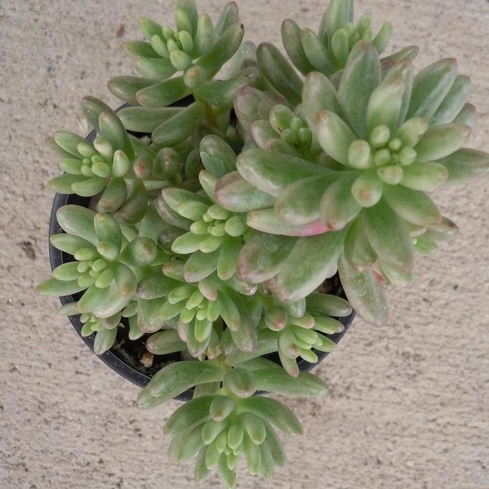 Jellybeans - Sedum rubrotictum from 93 Nursery and Landscape Supply