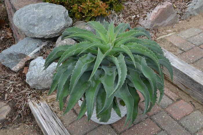 Mad about Mangave® 'Falling Waters' - Mangave from 93 Nursery and Landscape Supply