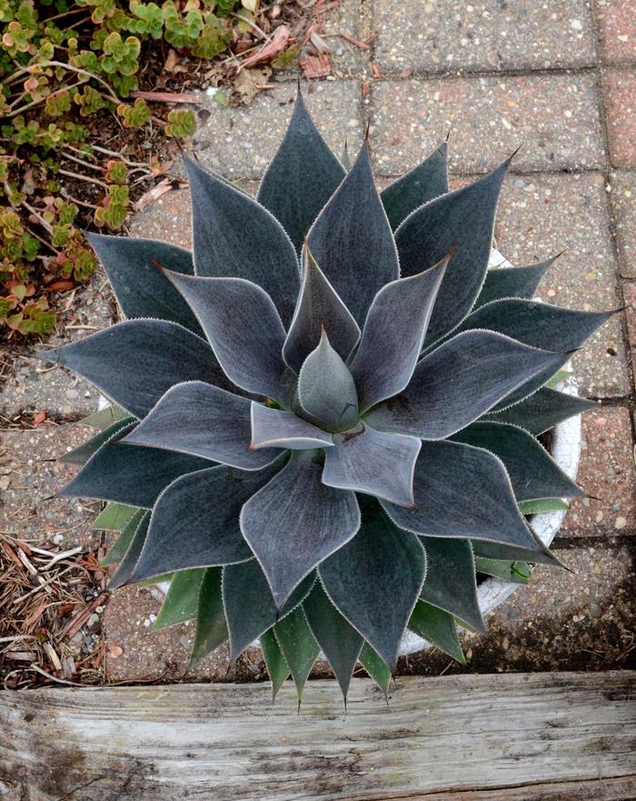 'Lavender Lady' Mangave - Mangave from 93 Nursery and Landscape Supply