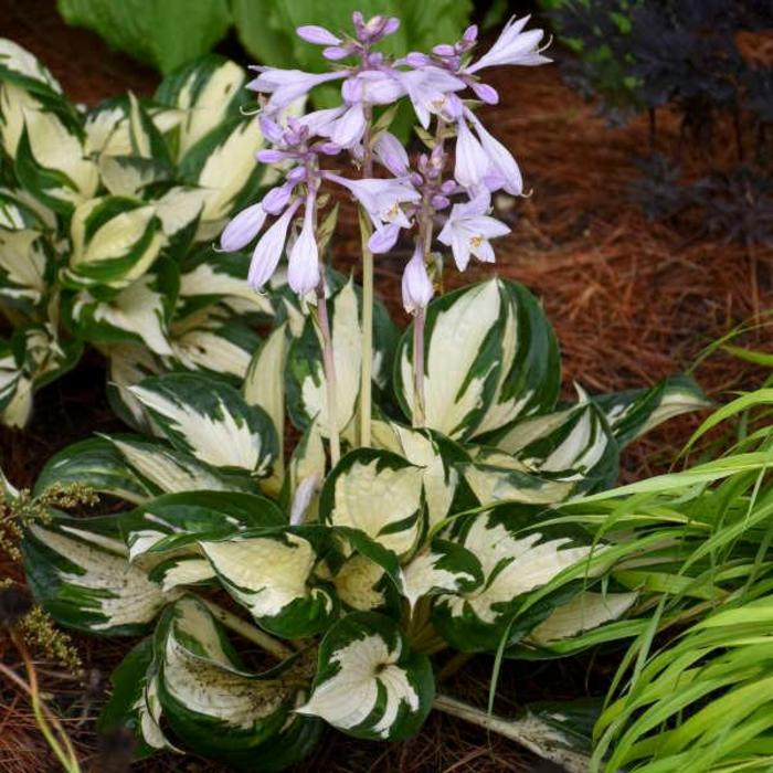 'Fire and Ice' Plantain Lily, Hosta - Hosta from 93 Nursery and Landscape Supply