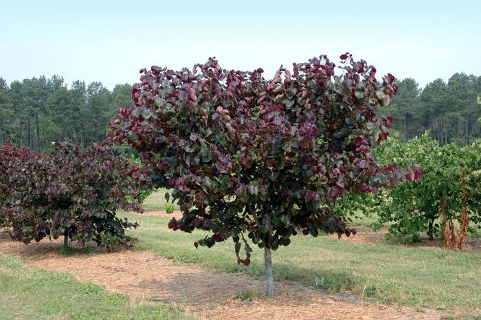 Redbud 'Merlot' - Cercis canadensis from 93 Nursery and Landscape Supply
