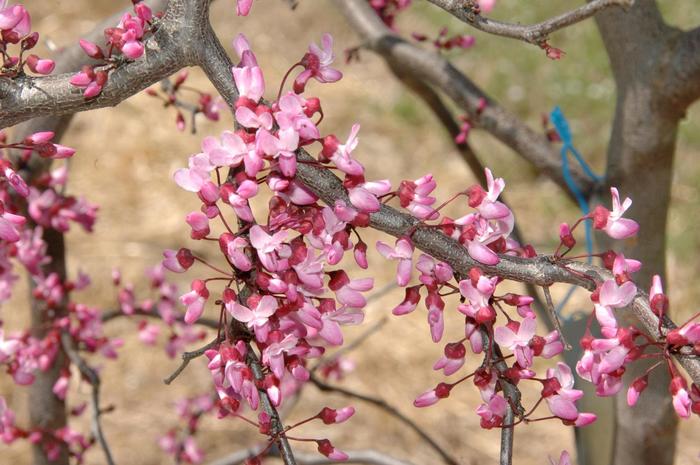 'Ruby Falls' Weeping Redbud - Cercis canadensis from 93 Nursery and Landscape Supply