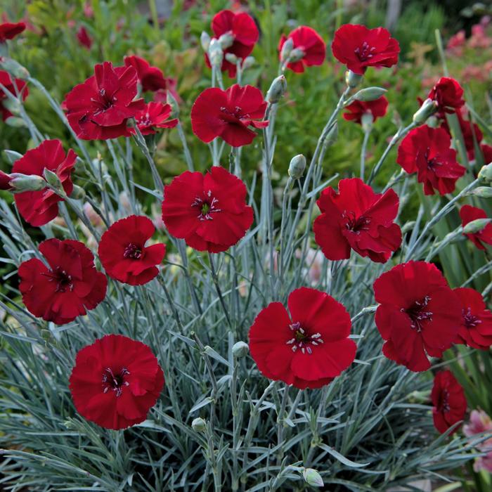 American Pie® 'Cherry Pie' - Dianthus allwoodii from 93 Nursery and Landscape Supply