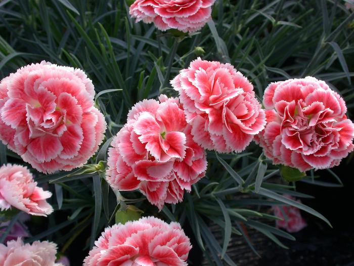Scent First® 'Coral Reef' - Dianthus (Pinks) from 93 Nursery and Landscape Supply