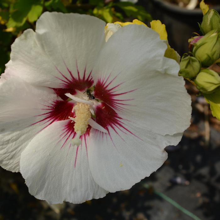 'Red Heart' Rose of Sharon - Hibiscus syriacus from 93 Nursery and Landscape Supply