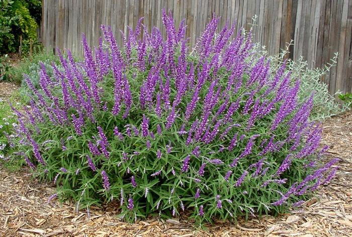'Santa Barbara' Mexican Sage - Salvia leucantha from 93 Nursery and Landscape Supply