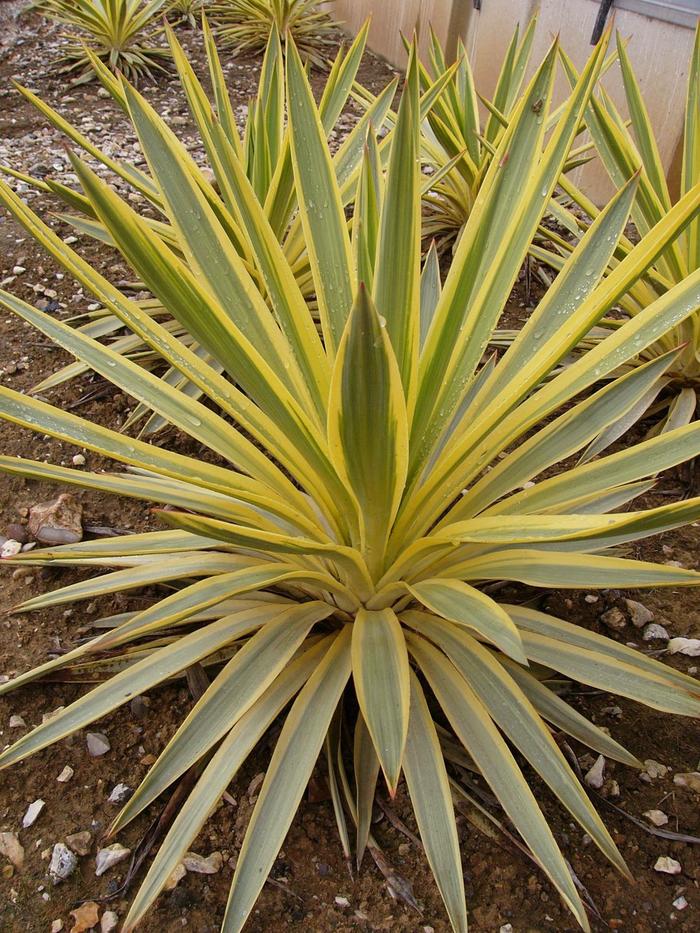 Variegated Spanish Dagger - Yucca gloriosa from 93 Nursery and Landscape Supply
