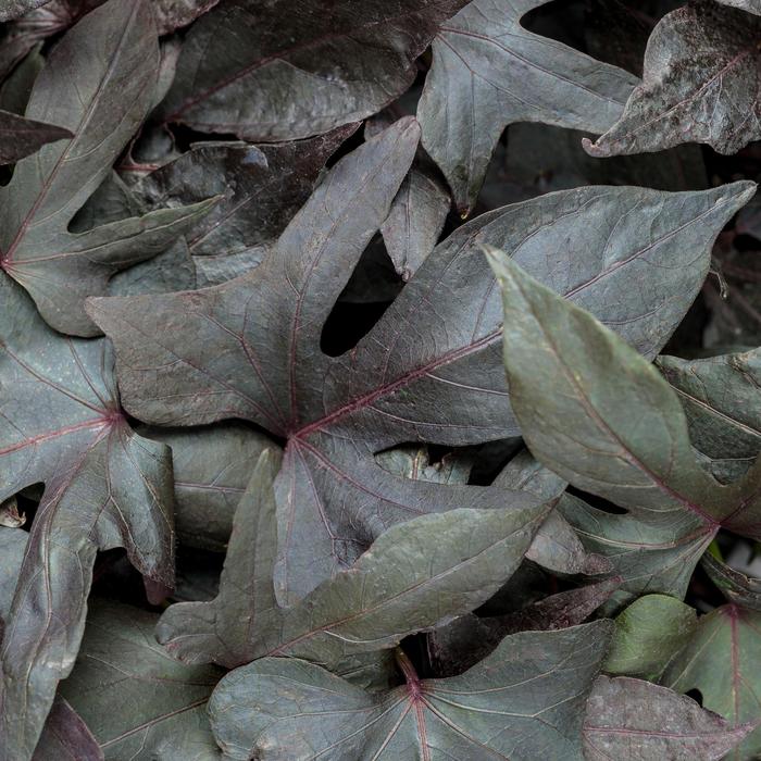 'Blackie' Sweet Potato Vine - Ipomoea batatas from 93 Nursery and Landscape Supply