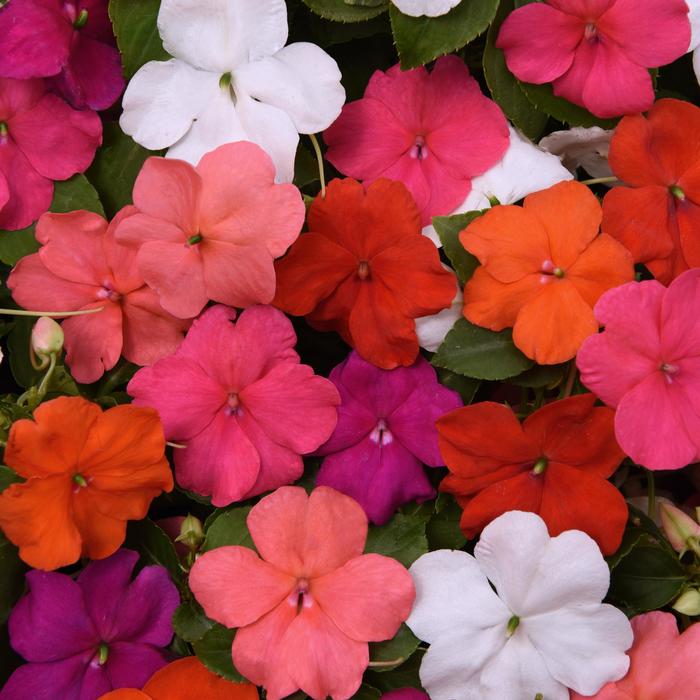 Impatiens - Impatiens walleriana from 93 Nursery and Landscape Supply