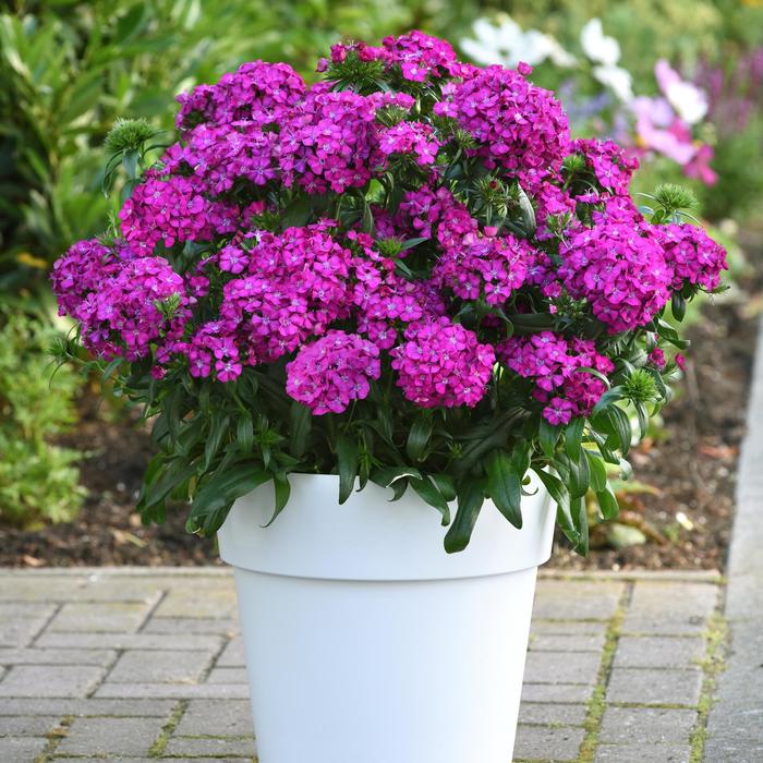 Jolt™ 'Purple' - Dianthus (Interspecific Dianthus) from 93 Nursery and Landscape Supply