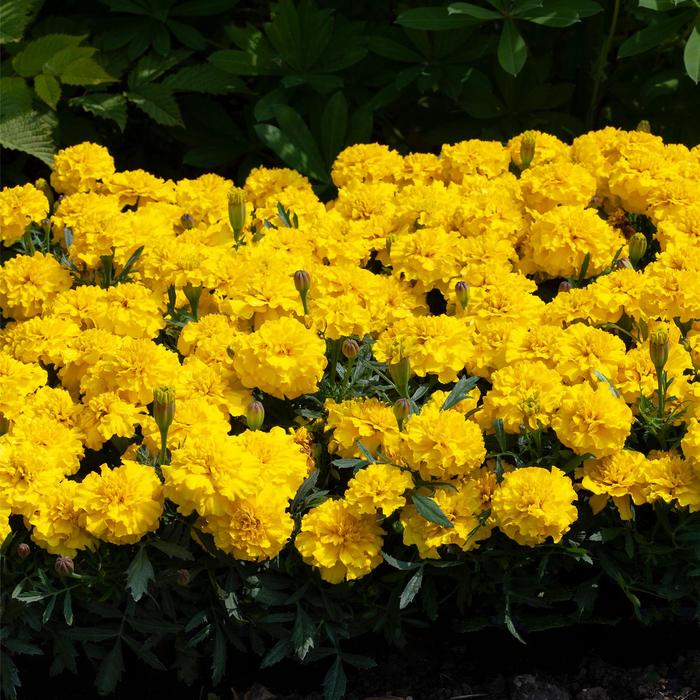 Happy&trade; Yellow - Tagetes patula nana (French Marigold) from 93 Nursery and Landscape Supply
