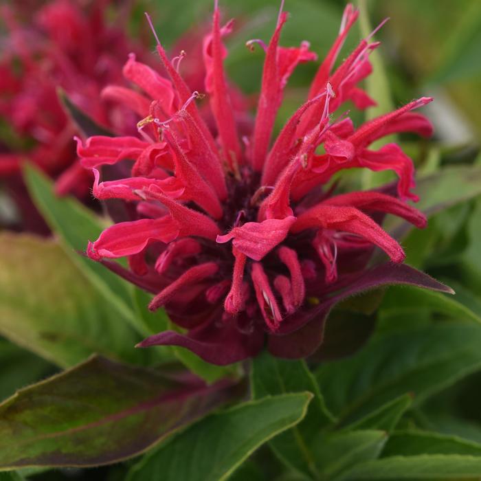 BeeMine&trade; 'Red' - Monarda didyma (Bee Balm) from 93 Nursery and Landscape Supply