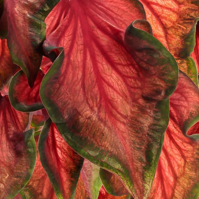Heart to Heart®: 'Hot 2 Trot' - Caladium hortulanum from 93 Nursery and Landscape Supply