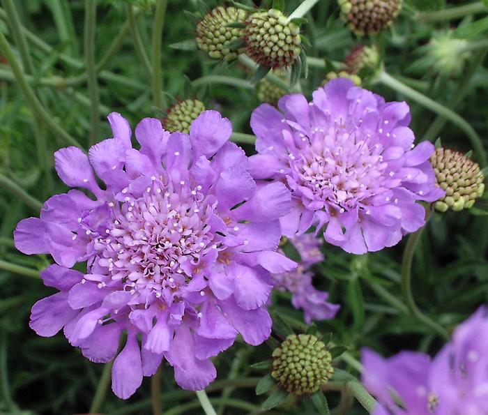 'Butterfly Blue' Pincushion Flower - Scabiosa columbaria from 93 Nursery and Landscape Supply