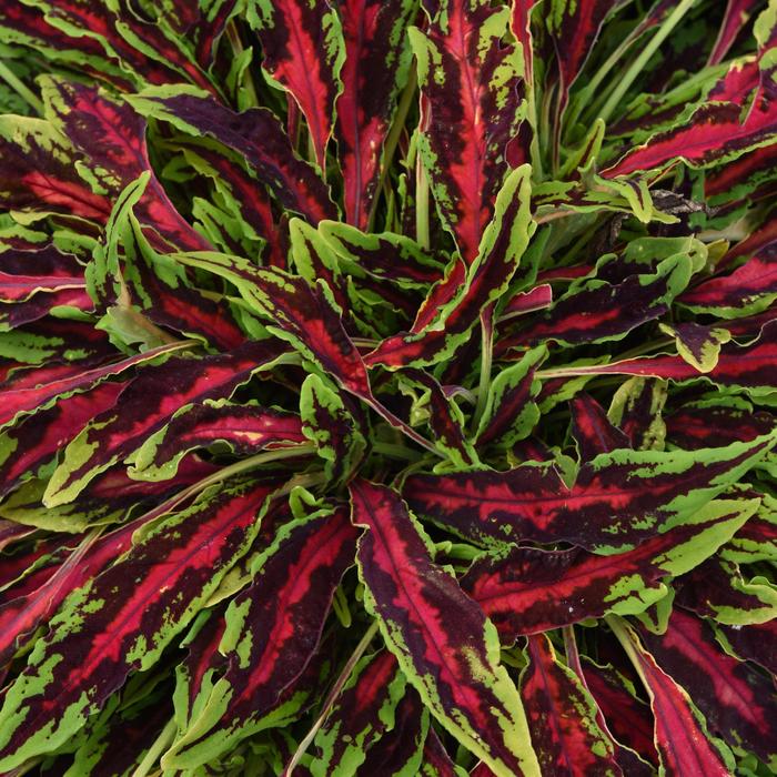 MicroBlaze&trade; 'Spitfire' - Coleus scutellarioides from 93 Nursery and Landscape Supply