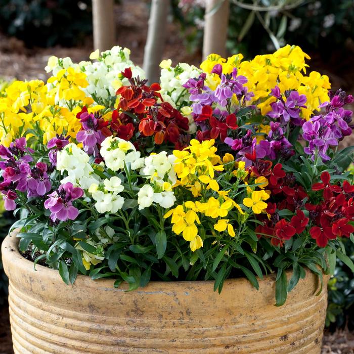 Sugar Rush™ Mix - Erysimum cheiri (Wallflower) from 93 Nursery and Landscape Supply