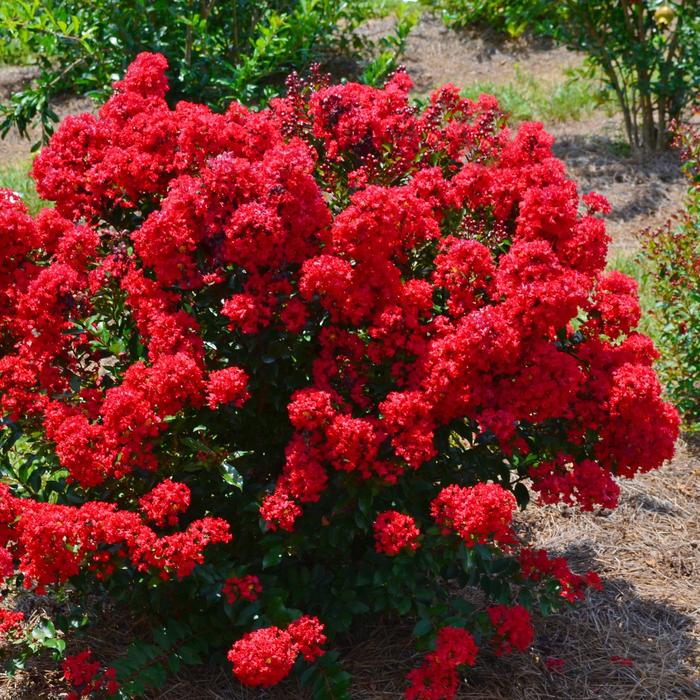 'Red Magic™' Crapemyrtle - Lagerstroemia from 93 Nursery and Landscape Supply