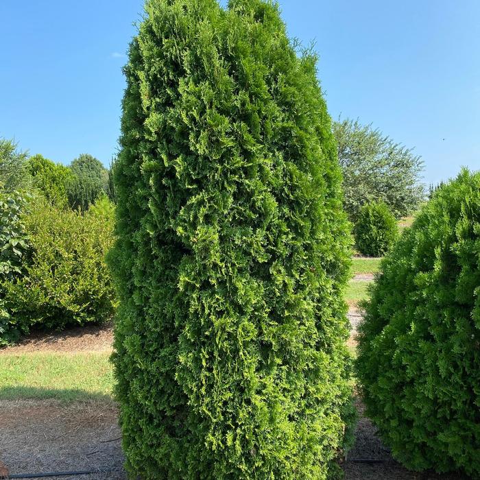 'Tall Guy™' Arborvitae - Thuja occidentalis from 93 Nursery and Landscape Supply
