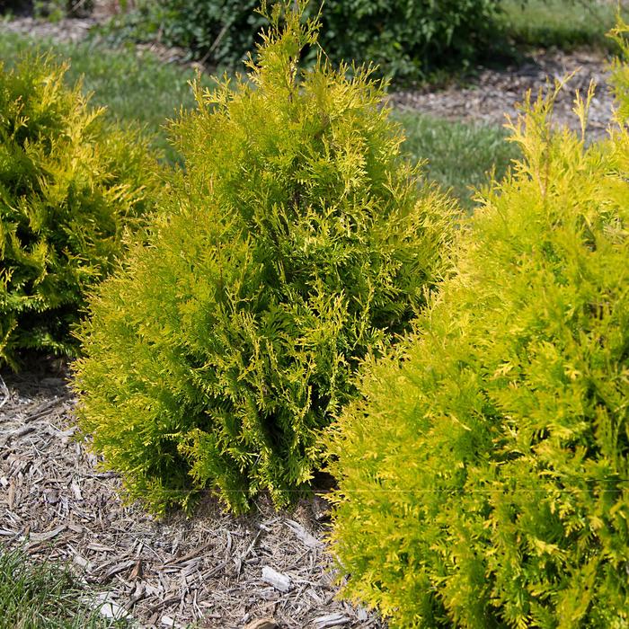 'Lemon Burst™' Arborvitae - Thuja occidentalis from 93 Nursery and Landscape Supply