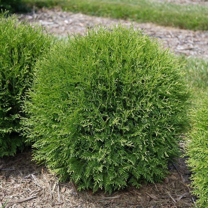 'Planet Earth™' Arborvitae - Thuja occidentalis from 93 Nursery and Landscape Supply