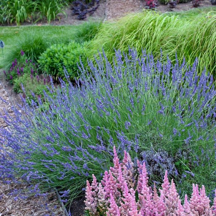 'Phenomenal' Lavender - Lavandula x intermedia from 93 Nursery and Landscape Supply