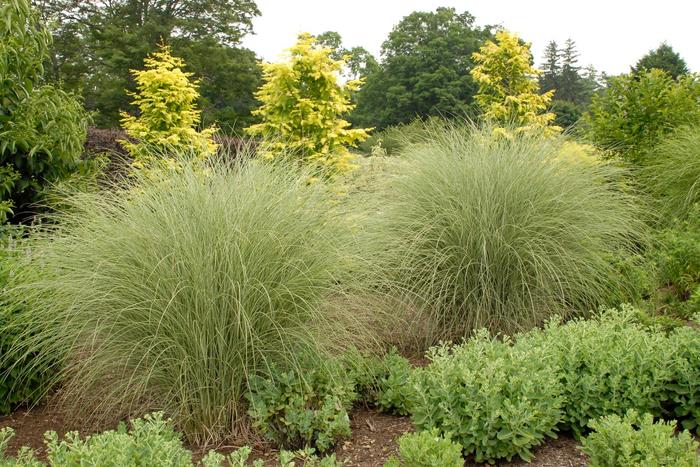 Maiden Grass 'Morning Light' - Miscanthus sinensis from 93 Nursery and Landscape Supply