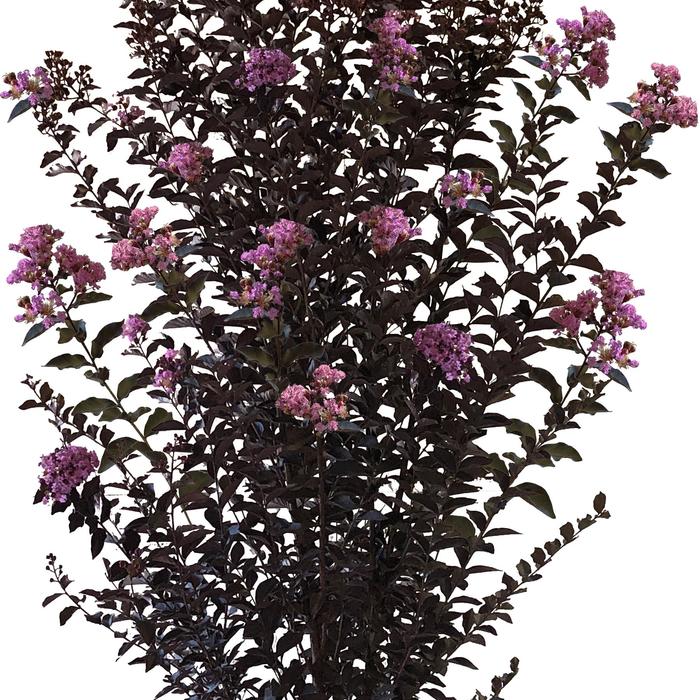 Thunderstruck 'Lavender Skies' Crape Myrtle - Lagerstroemia (Crapemyrtle) from 93 Nursery and Landscape Supply