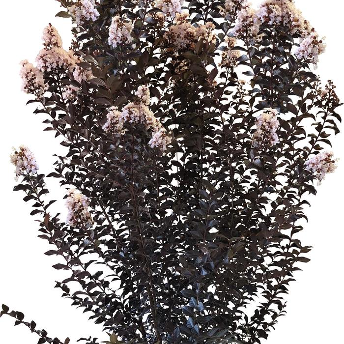 Crape Myrtle White Flash - Lagerstroemia (Crapemyrtle) from 93 Nursery and Landscape Supply