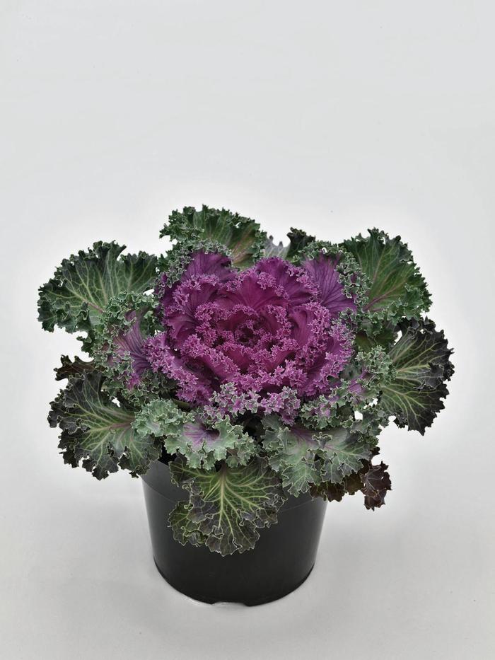 'Nagoya Red' Kale - Brassica oleracea from 93 Nursery and Landscape Supply