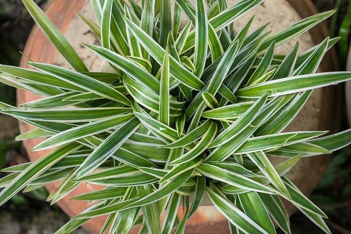 Airplane Plant - Chlorophytum comosum from 93 Nursery and Landscape Supply