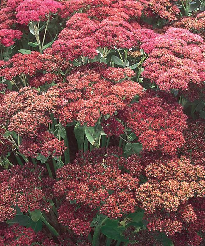 'Autumn Joy' Stonecrop - Sedum spectabile from 93 Nursery and Landscape Supply