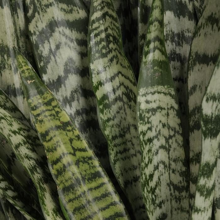 'Zeylanica' Snake Plant - Sansevieria trifasciata from 93 Nursery and Landscape Supply