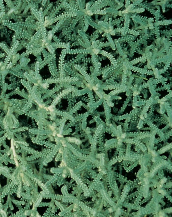 Grey Santolina - Santolina chamaecyparissus from 93 Nursery and Landscape Supply