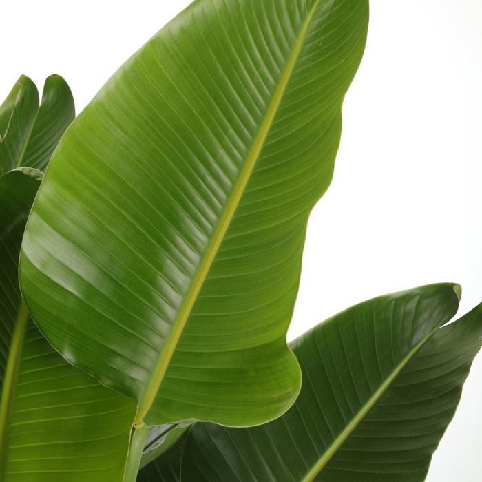 'White ' Bird of Paradise - Strelitzia nicolai from 93 Nursery and Landscape Supply