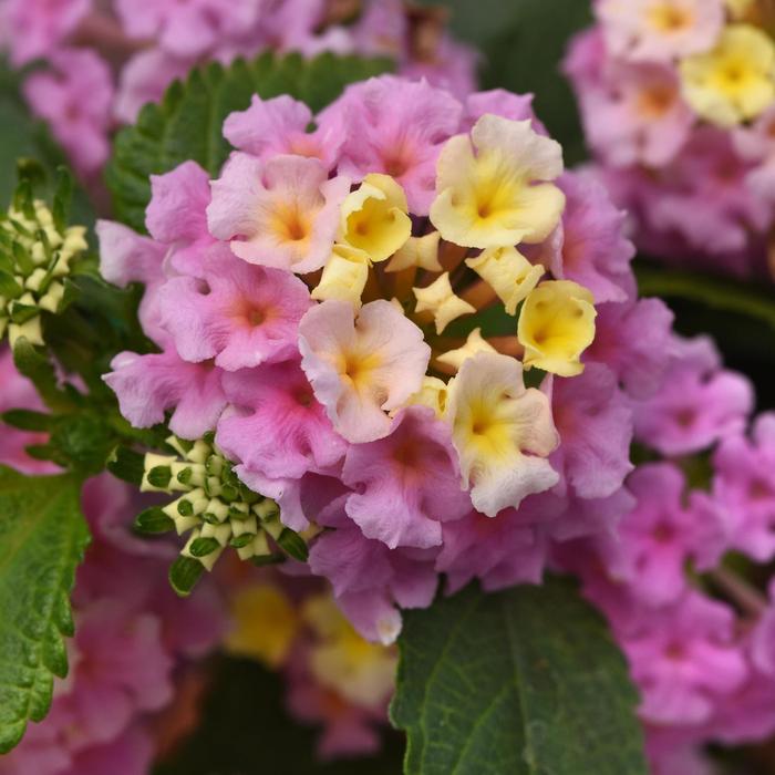 Little Lucky™ 'Lavender' - Lantana camara from 93 Nursery and Landscape Supply