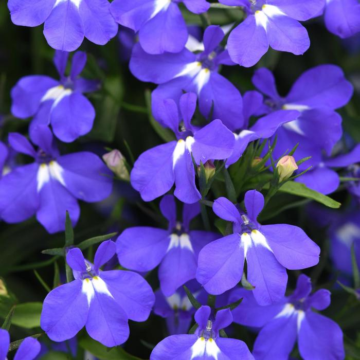 Early Springs™ 'Blue' - Lobelia from 93 Nursery and Landscape Supply