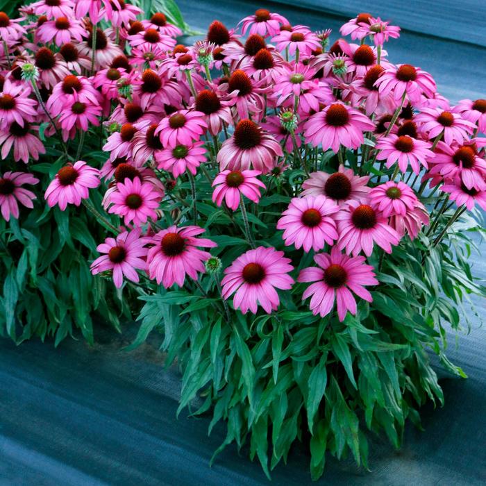  'Berry' Echinacea - Echinacea (Coneflower) from 93 Nursery and Landscape Supply