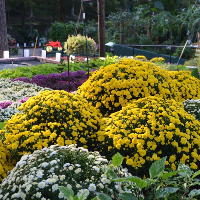 'Multiple Varieties' Mum - Chrysanthemum from 93 Nursery and Landscape Supply