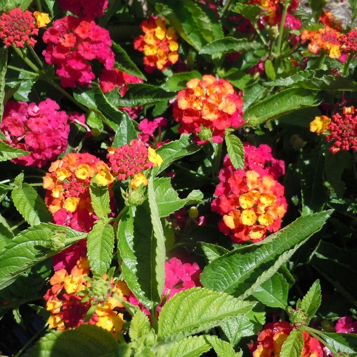 Heartland&reg; Neon - Lantana from 93 Nursery and Landscape Supply