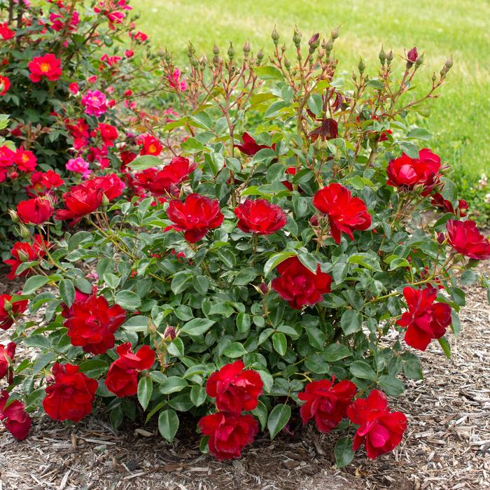 Rose - Rosa from 93 Nursery and Landscape Supply