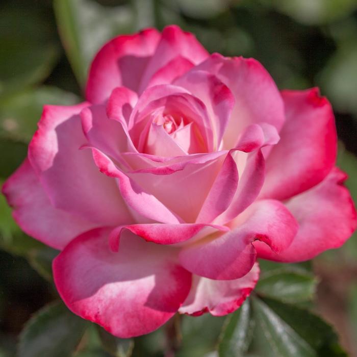 'Candy Cane Cocktail™' Rose - Rosa from 93 Nursery and Landscape Supply