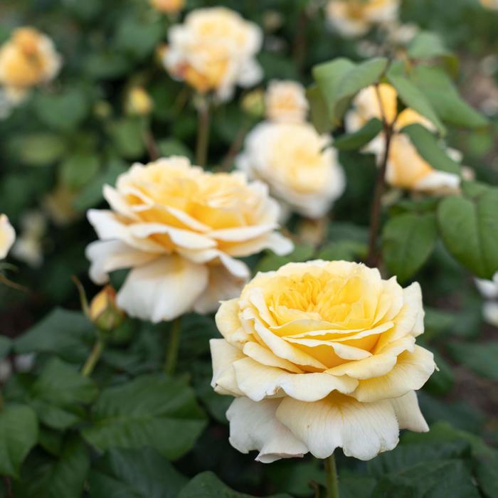Romantica&reg; 'Moonlight' Hybrid Tea Rose - Rosa from 93 Nursery and Landscape Supply