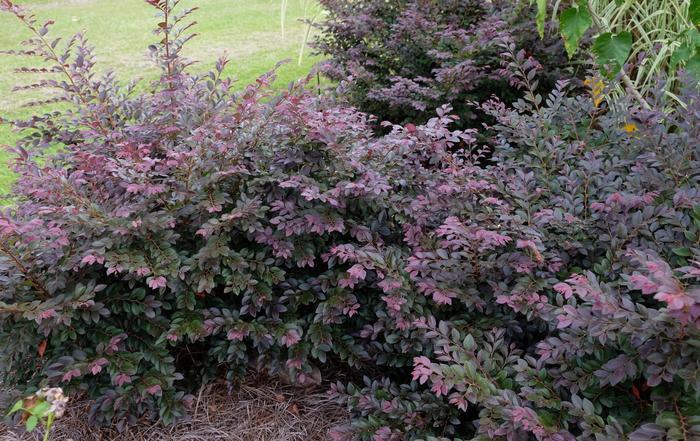 Loropetalum 'Cerise Charm' - Fringe Flower from 93 Nursery and Landscape Supply