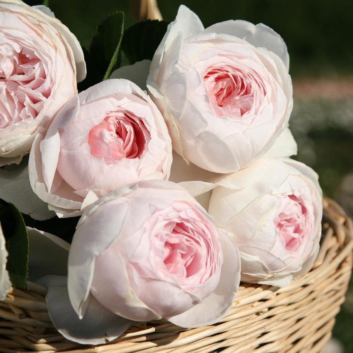 Parfuma&reg; 'Earth Angel&trade;' - Rosa (Hybrid Tea Rose) from 93 Nursery and Landscape Supply